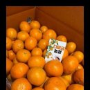 중귤농장 이미지