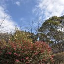 신방한라동백@ 3 | 제주도 뚜벅이 한라수목원에서 1월 동백꽃 죽림원 온전히 누리기 - 제주 [ 한라수목원 ]