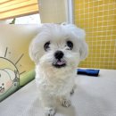 오늘도 해맑개 이미지