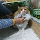 포항동물병원 노트펫