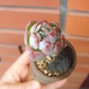 블루아 이미지