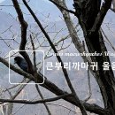 큰부리까마귀 울음소리 이미지