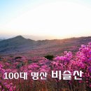 비슬산 참꽃 30만평 역대급 만개 1000m 정상 무료 셔틀버스 타고 쉽게 갑니다 이미지