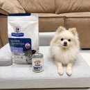 D & Z | 강아지 알러지, 힐스 z/d 로우팻 가수분해 처방사료 급여후기