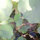 연정황토펜션 이미지