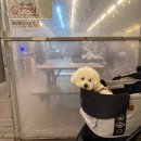 지에스(GS) 25 속초해변점 | 강원애견동반숙소 추천 속초고성오션투유리조트 찐 후기