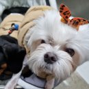 신원동물메디컬센터 이미지