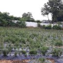 분천농장 이미지