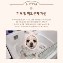 정화애견미용 이미지