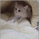 애견용품 창고형 할인매장 이미지