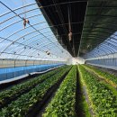 송곡농장 | 구미 딸기체험 냉산쉼터농장 3년째 실후기