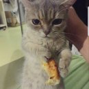 쿠키동물병원 | 고양이 건강검진 청주이음동물병원 방문 후기! 24시 동물병원