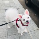 예쁘개해줄개 이미지