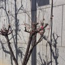 온천비각 | 260228 고목씨 올해 첫 매화 친견 &amp; 매화향(아산 매화)