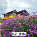 썬플라워&꽃마실차마실 | 경주 호수 뷰 한옥카페 바실라 7월초의 정원은 해바라기보다 백일홍 버들마편초가 예뻤다.