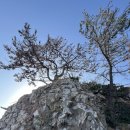 국도13호선 소나무길 | 4일차(1부) :울산 강동 화암 주상절리, 강동 몽돌해변, 우가 마을 및 우가항 사랑길, 카페 코델리아