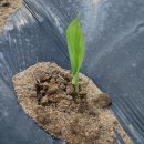 김중현 농장 이미지