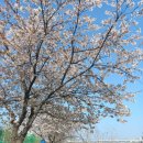 응봉체육공원 | [서울시 성동구]한강공원 숨은 벚꽃명소 응봉체육공원 옆 중랑천 피크닉정원 벚꽃길(가는 방법,주차)