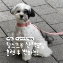 이소퍼피 강아지 남양주점 | 남양주·구리 강아지 강아지 산책모임 왈스크루 산책...훈련 교육 내돈내산 후기 | 왈스 오현진 훈련사님