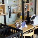 테리몽하우스 이미지