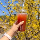 산수유축제장 | 국내 봄 여행지 구례 산수유마을 산수유꽃