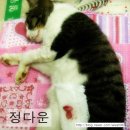 정다운종합동물병원 이미지