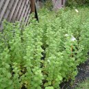 애플민트 이미지