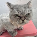 그레 | [경북/안동]성향맞춤 고양이 무마취미용 캣블링_그레