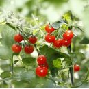 웰그린농장 이미지