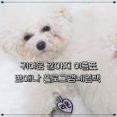 하트강아지 | 강아지 이름표 인식표 하트 네임텍 뽀애나 홀로그램네임택 후기