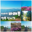 9 | [남원] 지리산 바래봉 철쭉 실시간 현황 / 바래봉 운지사 최단 코스