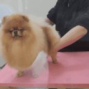 올라펫살롱 이미지