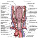 설암 수술 후 recurrent laryngeal nerve 손상으로 인한 증상 이해 이미지