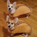 강아지집 이미지