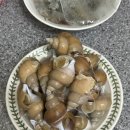 뚱보수산 | 농라 뚱보수산 동해안 백골뱅이 중사이즈 후기!!!