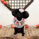 포우포우 반려견 유치원 이미지