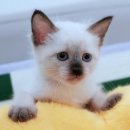 소중한 너라서 | 내 품으로 온 너, 소중한 가족 될 고양이 분양 사기 유형과 똑똑한 예방법 알아볼까요?