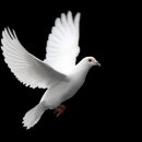 ◈ 산비둘기의 호곡. A mountain pigeon wailing. 이미지
