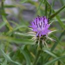 Centaurea calcitrapa(마름쇠수레국화) 이미지