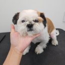 아름애견 이미지