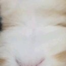 보보캐터리 네이버블로그