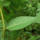 우리산약초 이미지