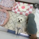 배곧 상가2 | 시흥 배곧 애견호텔 '멍그니엘' 내 돈 내산 후기