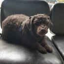 광주TNR동물병원(초월) 이미지