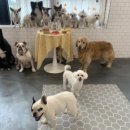 두유 개린이집 이미지