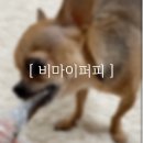 비 마이 퍼피 이미지
