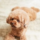 송파새날동물병원 이미지