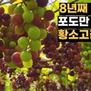 포도 농사의 달인들 이미지