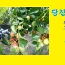 수다카페 네이버블로그
