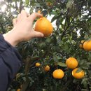 당도가 많이 올라온 노지한라봉(가정용) 한정개시 ! 🍊 (당도측정 첨부) 이미지